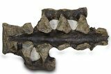 Hadrosaur (Hypacrosaurus) Sacrum with Metal Stand - Montana #335945-4